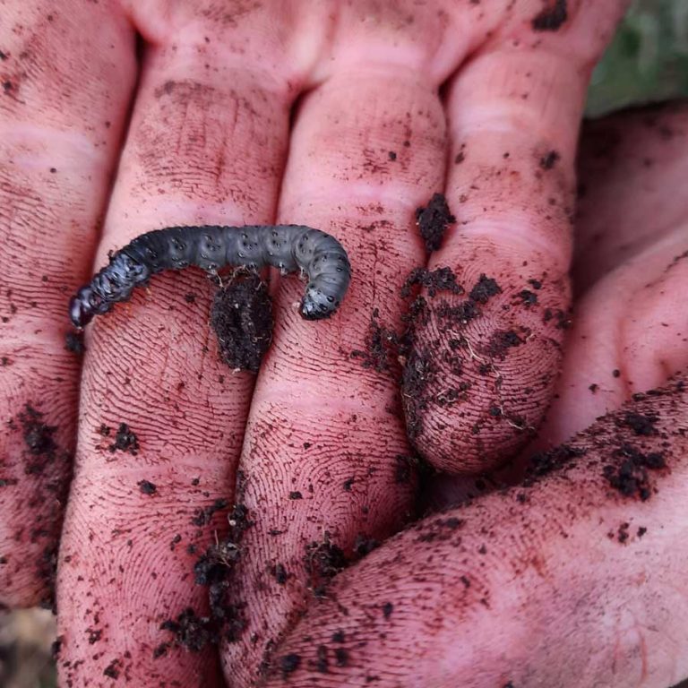 INIA culmina en Coyhaique su ciclo de seminarios provinciales sobre manejo y control de plagas insectiles en praderas